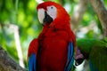Guacamayo Royalty Free Stock Photo