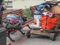 Guadalajara, Jalisco Mexico. January 1, 2010. Sad scene of urban life of a homeless old man Royalty Free Stock Photo