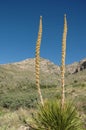 Guadalupe Mountains National P