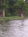 Guadalupe river in kerrville texas Royalty Free Stock Photo