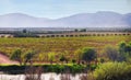 Guadalupe Valley, Wine Country, Baja, Mexico Royalty Free Stock Photo