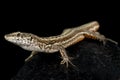 Guadarrama Wall Lizard Podarcis guadarramae female