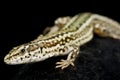 Guadarrama Wall Lizard Podarcis guadarramae male