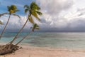 Guadeloupe, coconut tree Royalty Free Stock Photo