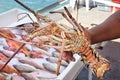 Spiny lobster langouste Royalty Free Stock Photo