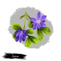 Guaiacum digital art illustration isolated on white. lignum-vitae, guayacan, or ga ac, blue flowers and green leaves. Herb with