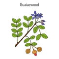 Guaiacwood Guaiacum officinale , medicinal plant Royalty Free Stock Photo