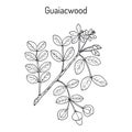 Guaiacwood Guaiacum officinale , medicinal plant Royalty Free Stock Photo