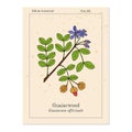 Guaiacwood Guaiacum officinale , medicinal plant Royalty Free Stock Photo