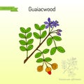 Guaiacwood Guaiacum officinale , medicinal plant Royalty Free Stock Photo