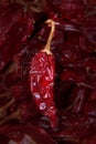 Guajillo chili Acacia berlandieri dried pepper Royalty Free Stock Photo