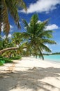 Guam bent coconut tree Royalty Free Stock Photo