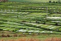 Guan Yin Xia, China: Flooded Rice Paddies