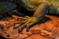 Guana lizard Royalty Free Stock Photo