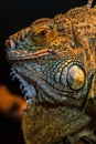 Guana lizard Royalty Free Stock Photo