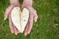 Guanabana heart form in mans hands on green grass background. Royalty Free Stock Photo