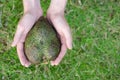 Guanabana heart form in mans hands on green grass background Royalty Free Stock Photo