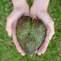 Guanabana heart form in mans hands on green grass background square.