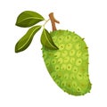 Guanabana or Soursop Hanging on Leafy Tree Branch Vector Illustration