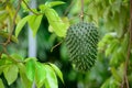 Guanabana.