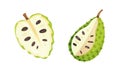 Guanabana tropical fruit set. Exotic ripe green soursop, annona cherimola or graviola vector illustration Royalty Free Stock Photo