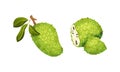 Guanabana tropical fruit set. Whole and cut exotic ripe green soursop, annona cherimola or graviola vector illustration