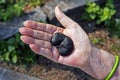 Guanacaste, Monkey-ear tree or Elephant-ear tree seed, Enterolobium cyclocarpum, on hand