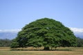 Guanacaste Tree