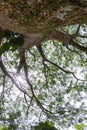 Guanacaste tree, National tree of Costa Rica