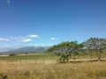 Guanacaste tree