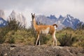 Guanaco Royalty Free Stock Photo