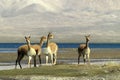 Guanaco