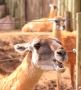 Guanaco Royalty Free Stock Photo