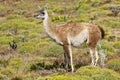 Guanaco in beautiful nature of Patagonia, Chile