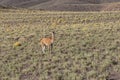 Guanaco at atacama desert - horizontal Royalty Free Stock Photo