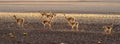 Guanaco in Atacama Desert, Chile. South America Royalty Free Stock Photo