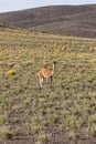 Guanaco at atacama desert - vertical Royalty Free Stock Photo