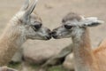 Guanaco babys