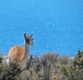 Guanaco in the beach