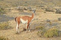 Guanaco, Chile Royalty Free Stock Photo