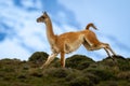 Guanaco crosses hilltop with snow-capped peaks behind Royalty Free Stock Photo