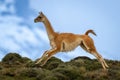 Guanaco crosses hilltop with snowy mountain behind Royalty Free Stock Photo