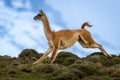 Guanaco crosses hilltop with snowy peak behind Royalty Free Stock Photo