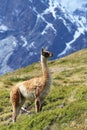 Guanaco at Torres del Paine, Patagonia, Chile Royalty Free Stock Photo