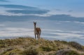 Guanaco on a hill in Torres del Paine National Park, Patagonia, Chile Royalty Free Stock Photo