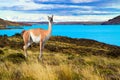 Guanaco is a humpbacked camel