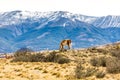 Guanaco, Lama Guanicoe, admiring the Andes. Torres del Paine National Park, Patagonia, Chile. Royalty Free Stock Photo