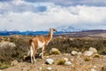 Guanaco, Lama Guanicoe, admiring the Andes. Torres del Paine National Park, Patagonia, Chile. Royalty Free Stock Photo