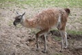 Guanaco (Lama guanicoe), also known as the Guanaco llama.