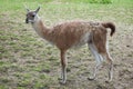 Guanaco (Lama guanicoe), also known as the Guanaco llama.